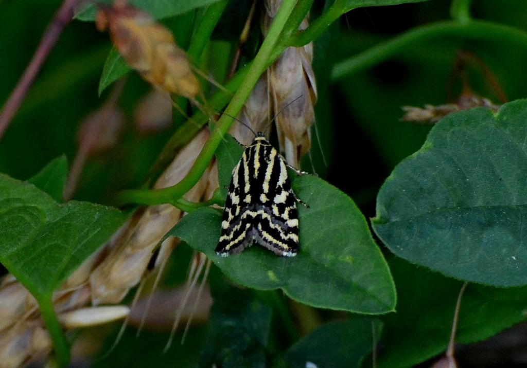 Emmelia trabealis? S�, Acontia (Emmelia) trabealis, Noctuidae